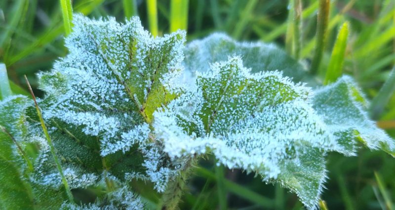 M&iacute;nima de 1,8&deg;C em S&agrave;o Joaquim nesta quinta (13) – Foto: Mycchel Legnaghi/S&atilde;o Joaquim Online/Divulga&ccedil;&atilde;o/ND