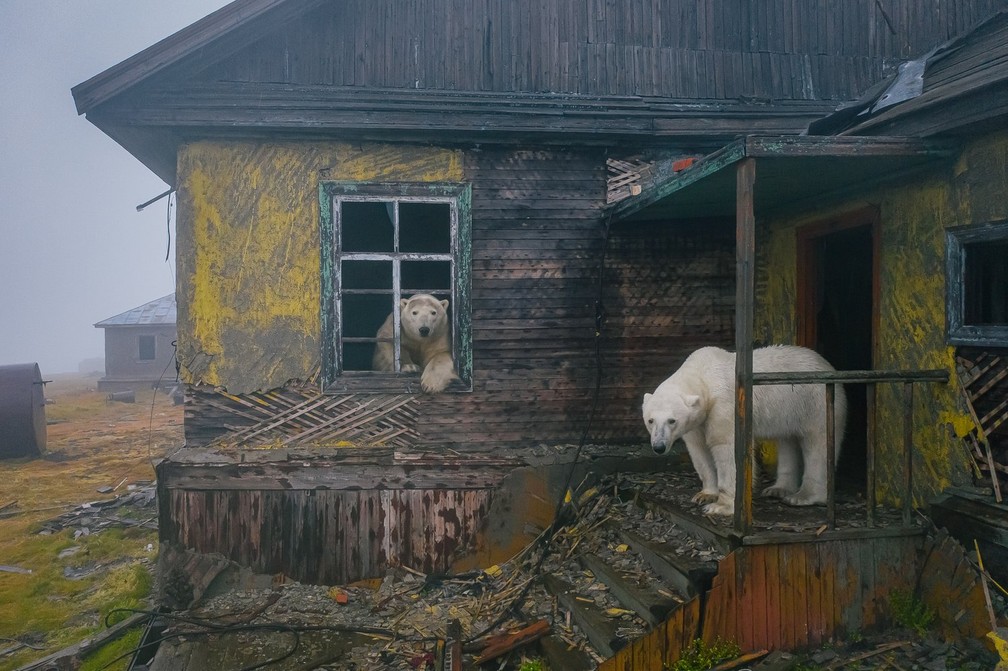 Ursos polares percorrem por toda a estação meteorológica - Cortesia/Dmitry Kokh/Divulgação ND