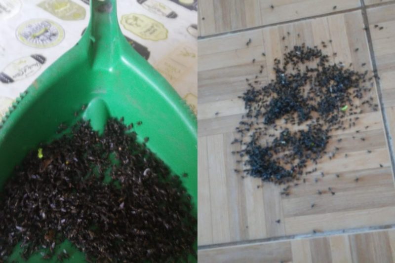 Problema come&ccedil;ou em dezembro e traz transtornos aos moradores – Foto: Lais Cruz/Arquivo pessoal