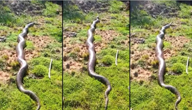 Cobra de colora&ccedil;&atilde;o amarela &eacute; rara na regi&atilde;o – Foto: Internet/Reprodu&ccedil;&atilde;o/ND