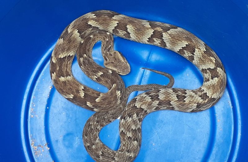 Em 15 dias, 10 jararacas foram resgatadas em Jaragu&aacute; do Sul – Foto: Cristiano Bezerra