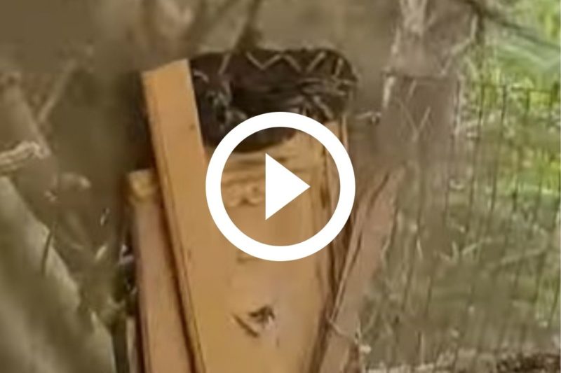 Jararaca foi flagrada em galinheiro e segundo bi&oacute;logo situa&ccedil;&atilde;o &eacute; comum – Foto: Reprodu&ccedil;&atilde;o/Instagram