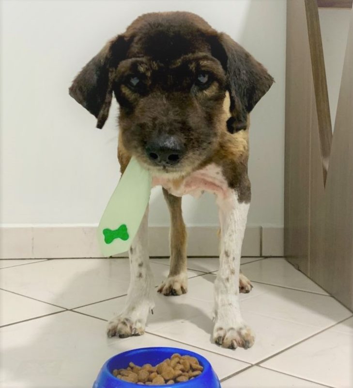 Bigode no novo lar, pronto para mais um almo&ccedil;o. – Foto: Arquivo Pessoal/Divulga&ccedil;&atilde;o