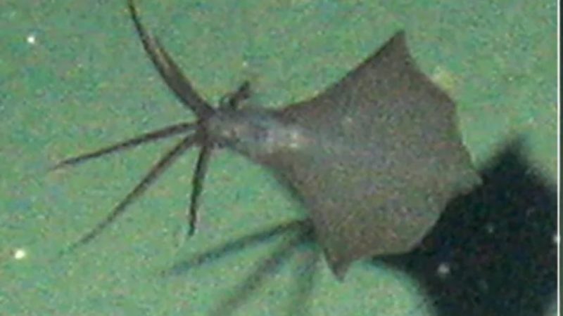 Lula encontrada em profundidade recorde, no oceano – Foto: Internet/Reprodu&ccedil;&atilde;o/ND