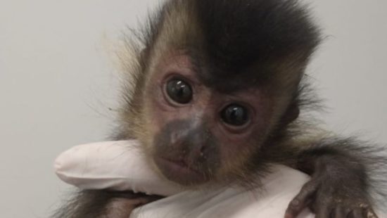 Bebê macaco causa tumulto em julgamento no Paquistão