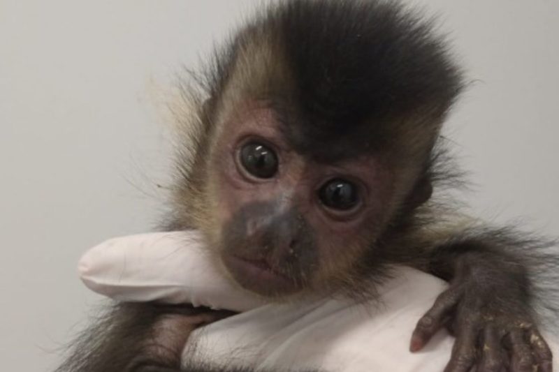 Filhote de macaco-prego foi resgatado na segunda-feira (10), no bairro Ilha da Figueira &#8211; Foto: Divulgação/ND