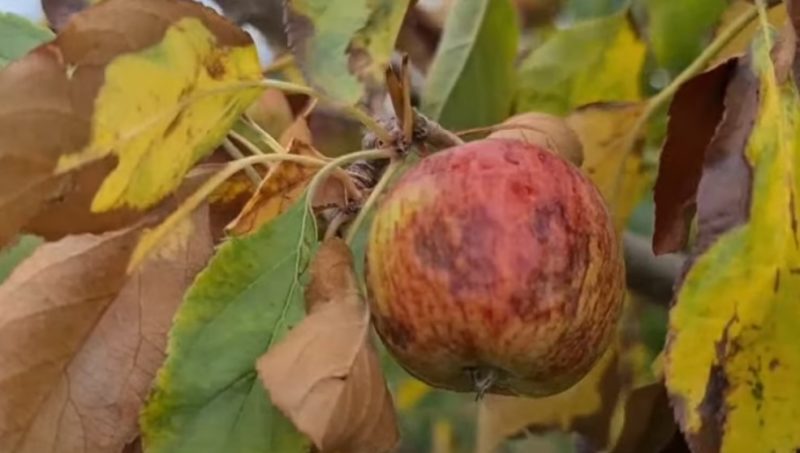 Pomares de ma&ccedil;&atilde; enfrentam problemas com a estiagem em SC – Foto: Reprodu&ccedil;&atilde;o/NDTV RecordTV