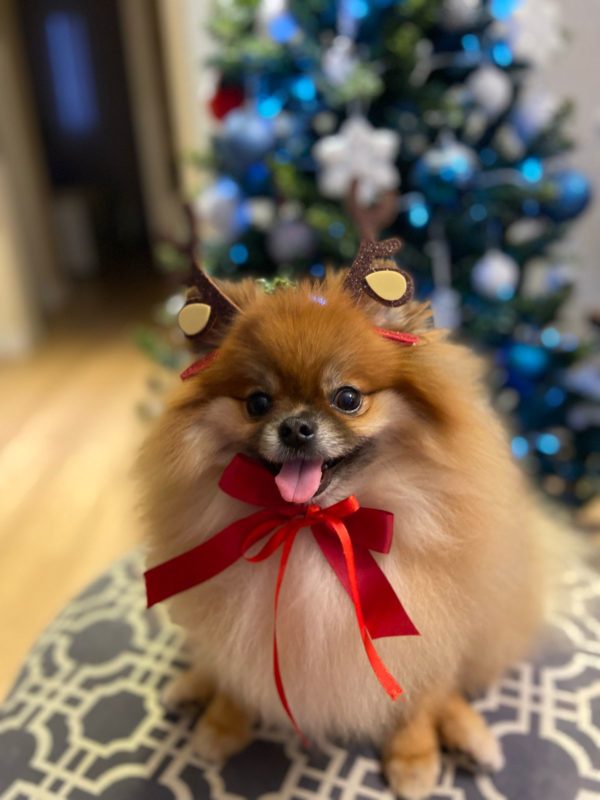 C&atilde;ozinho foi roubado no bairro Capoeiras na noite desta quinta-feira (27) – Foto: Reprodu&ccedil;&atilde;o/ND