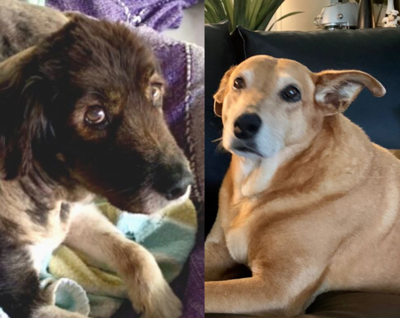 Uma vida de “luxo”: Mel e Bigode t&ecirc;m nova chance para recome&ccedil;ar – Foto: Arquivo Pessoal/Divulga&ccedil;&atilde;o