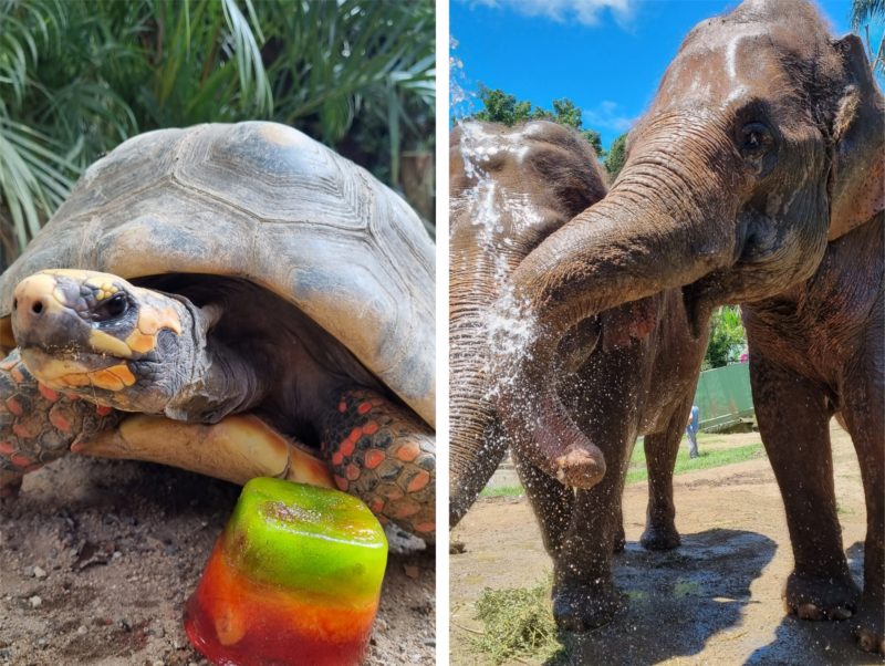 Animais ganharam ‘picol&eacute;’ e banho de mangueira nos dias mais quentes – Foto: Jenifer Kroth/Zoo Pomerode/ND