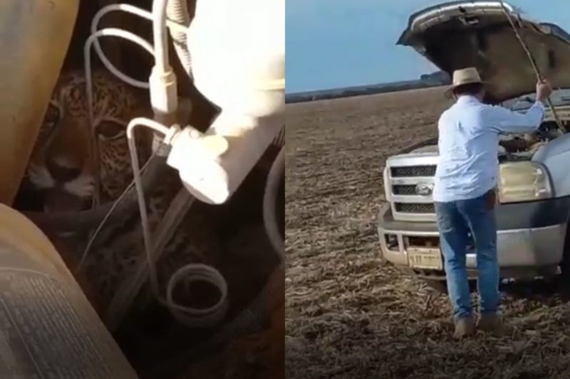 Homem usou vara para que a on&ccedil;a sa&iacute;sse do motor – Foto: Internet