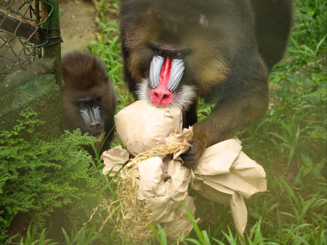 Macaco Aranha - Fotografias e Filmes do Acervo - Getty Images