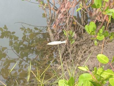 Peixes aparecem mortos no Rio Perequê, em Porto Belo, e preocupa moradores &#8211; Foto: Pescador Online/ND