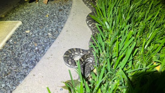 Vídeo: cobras voadoras pulam em árvores e viram um enigma para