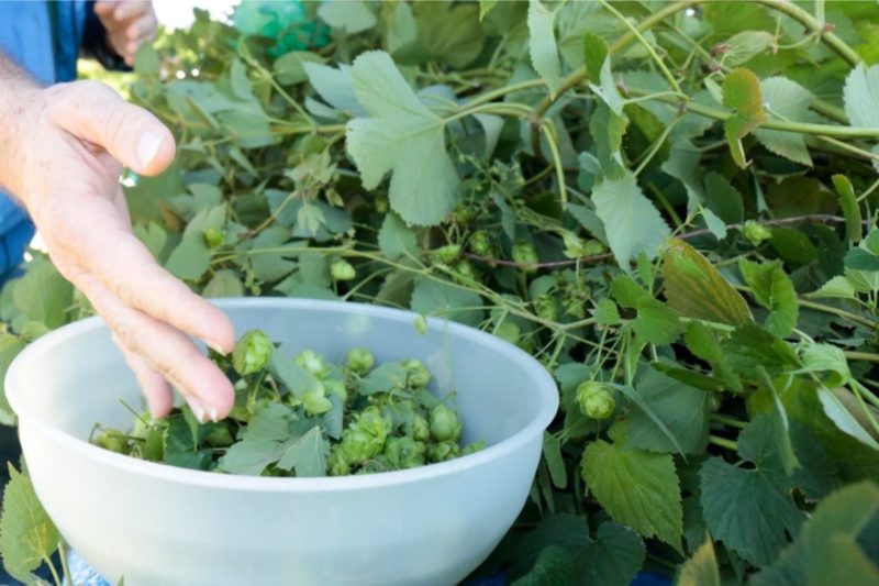 Est&atilde;o abertas as inscri&ccedil;&otilde;es para os cursos gratuitos – Foto: Prefeitura de Joinville/Divulga&ccedil;&atilde;o/ND