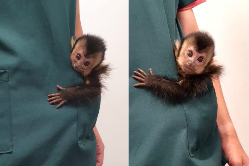 Macaco-prego na Bica faz 'selfie': entenda interação animal com