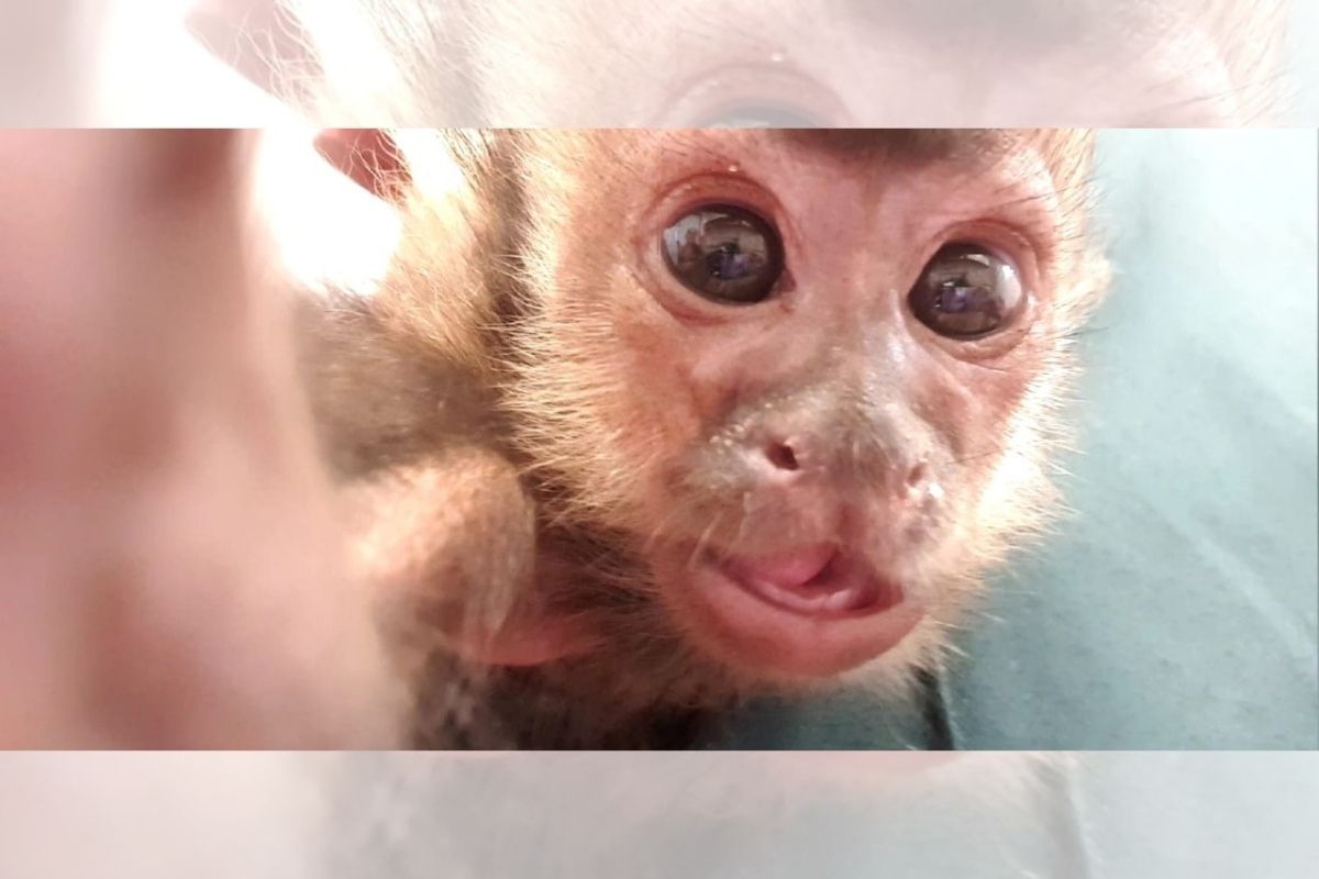 Macaco-prego na Bica faz 'selfie': entenda interação animal com