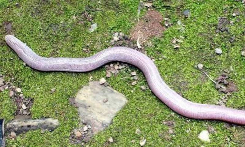 O animal, chamado de anfisbena ou anfisb&ecirc;nia, tem uma cabe&ccedil;a em cada extremidade do corpo em vez de dois membros – Foto: Prefeitura de Ribeir&atilde;o Pires/ND