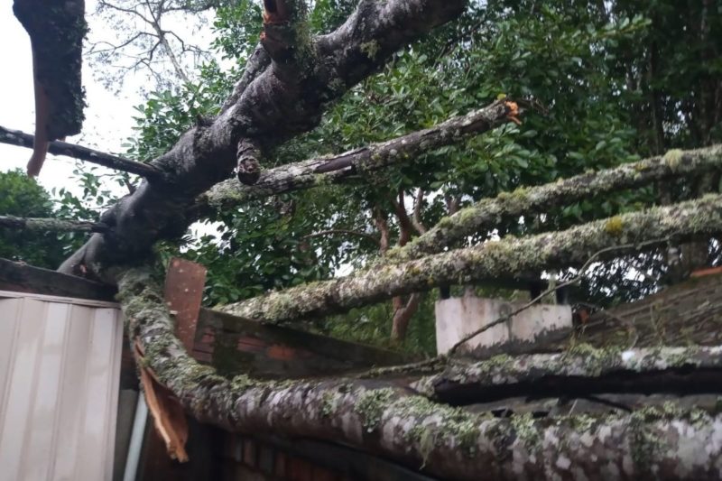 Fortes ventos na tarde de domingo (16) derrubaram &aacute;rvores em menos de uma hora – Foto: Bombeiros Militares/Divulga&ccedil;&atilde;o