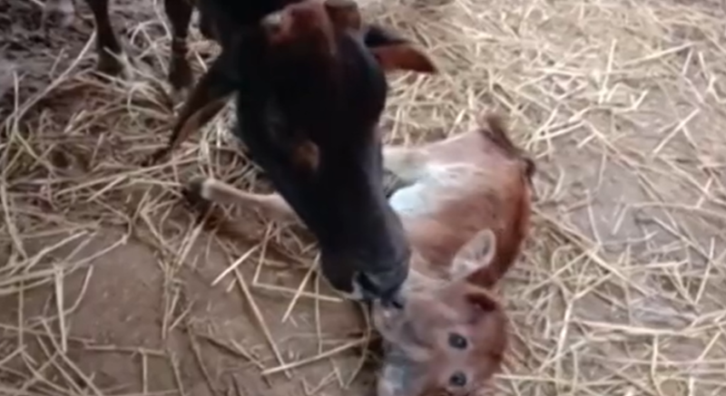 O bezerro com as duas cabe&ccedil;as est&aacute; na ch&atilde;o e brinca com outro animal – Foto: Reprodu&ccedil;&atilde;o V&iacute;deo