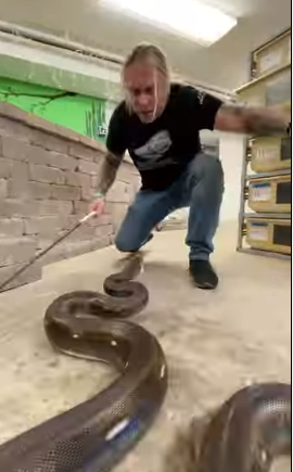 P&iacute;ton quase abocanha partes &iacute;ntimas de homem e imagens viralizam – Foto: Reprodu&ccedil;&atilde;o Internet arquivo pessoal