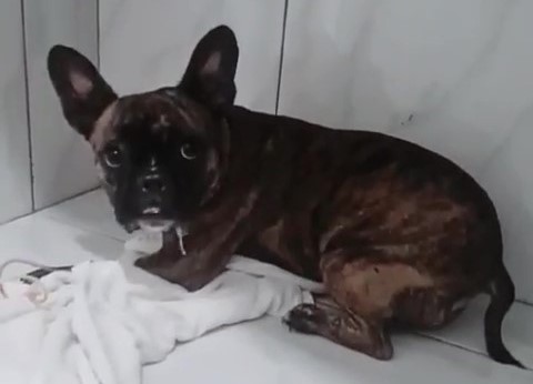 Cachorrinha permanece na cl&iacute;nica veterin&aacute;ria e aguarda decis&atilde;o judicial – Foto: Reprodu&ccedil;&atilde;o/PMSC/ND