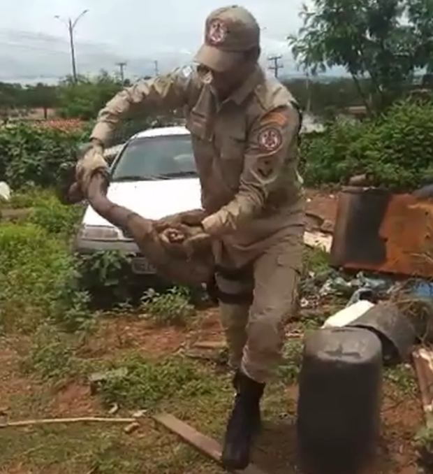 Jiboia &eacute; resgatada em quintal de casa e libertada de argola – Foto: Reprodu&ccedil;&atilde;o v&iacute;deo Semana 7