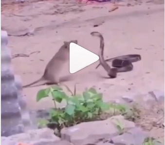 V&iacute;deo registra momento impressionante em que serpente tenta dar bote em roedor que acaba sendo mais r&aacute;pido – Foto: Internet/Reprodu&ccedil;&atilde;o/ND