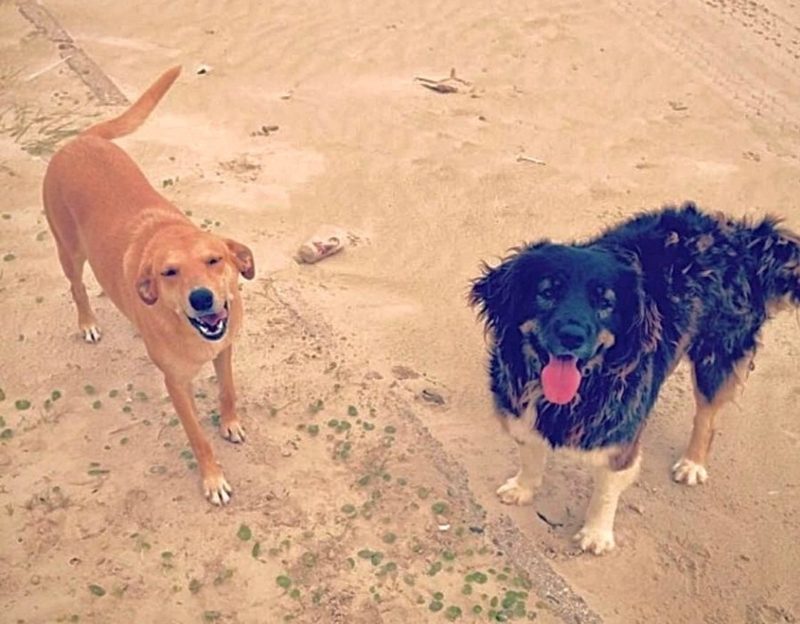 Registro de Mel e Bigode, feito no per&iacute;odo em que a dupla vivia nas ruas de Laguna – Foto: Arquivo Pessoal/Divulga&ccedil;&atilde;o