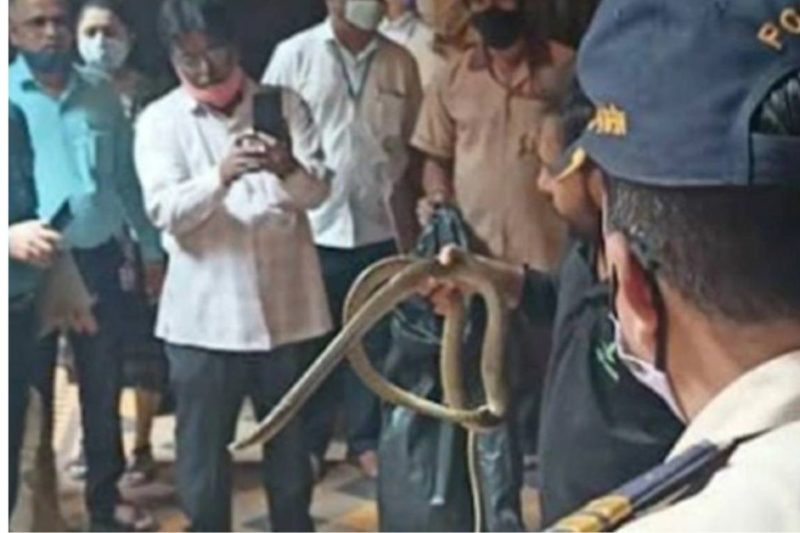 Serpente foi resgatada dentro da C&acirc;mara de Justi&ccedil;a do Supremo Tribunal – Foto: India Today/Reprodu&ccedil;&atilde;o