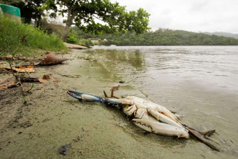 Pescadores encontraram centenas de animais agonizando e alguns n&atilde;o sobreviveram – Foto: Leo Munhoz/ND