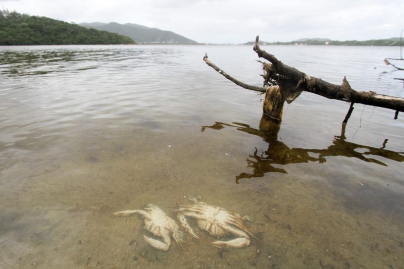 Siris mortos na Lagoa da Concei&ccedil;&atilde;o – Foto: Leo Munhoz/ND