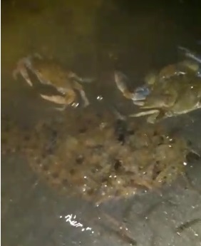 Moradores flagraram peixes e siris mortos na Lagoa da Concei&ccedil;&atilde;o – Foto: Divulga&ccedil;&atilde;o/ND