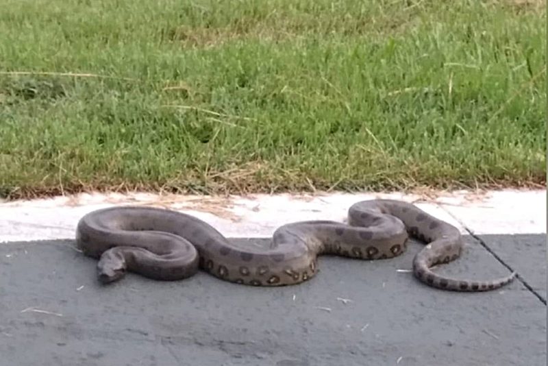 Sucuri gigante no Mato Grosso assusta vizinhos de aeroporto — Foto: Internet/ND