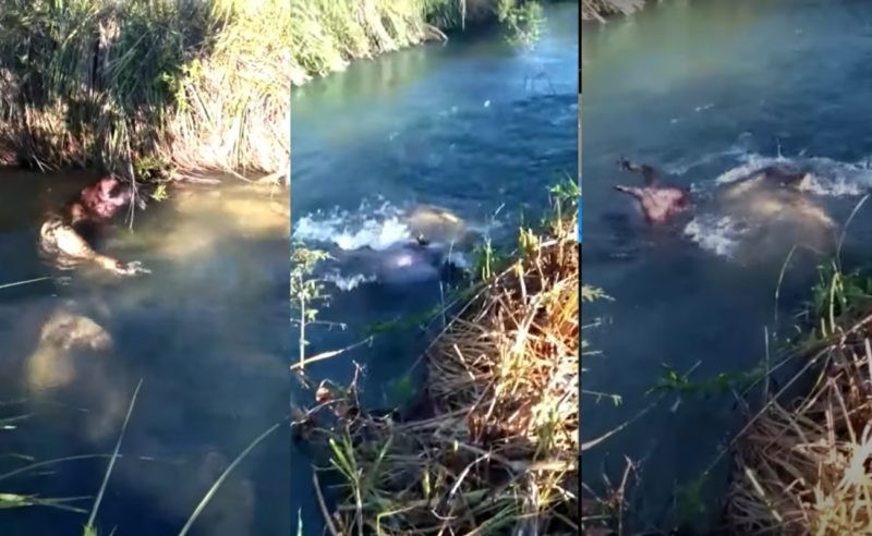 V&iacute;deo mostra sucuri arrastando capivara – Foto: Reprodu&ccedil;&atilde;o/ND