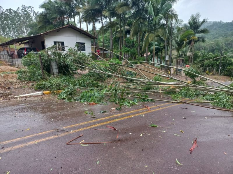 Temporal derrubou árvore e causou transtorno a moradores de Vitor Meireles &#8211; Foto: CBMSC/Divulgação