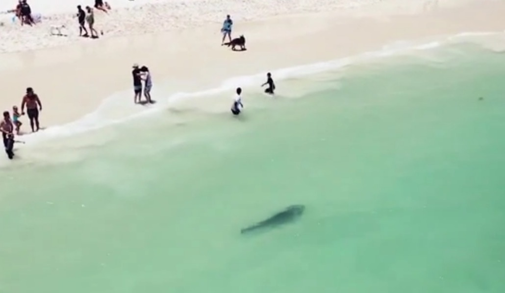 Video: Tubarão ahuyenta a los bañistas alejándolos del mar a pocos metros de la arena de la playa