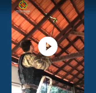 Três cobras-cipó foram resgatadas em Gama, no Distrito Federal 