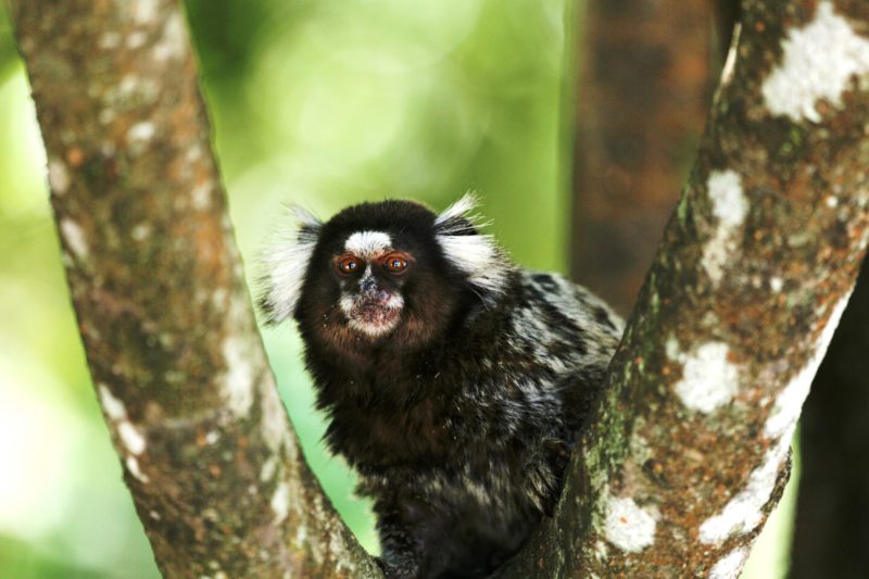 Sagui, macaco, &#8211; Foto: Pixabay/ND