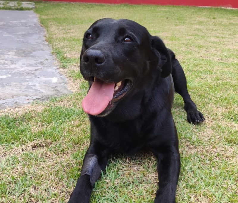 Zaara, cadela dos bombeiros, está se recuperando em Brusque &#8211; Foto: CBMSC/Divulgação/ND