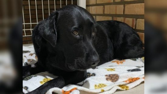 Cãoboy': cachorro 'boiadeiro' encarna touro e galopa com fantasia de  cowboy; assista