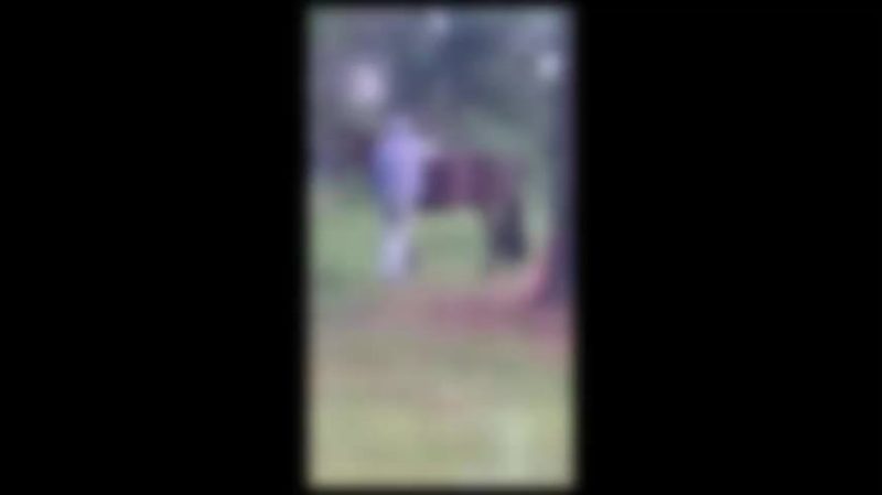 O propriet&aacute;rio flagrou o crime. – Foto: Arquivo Pessoal/Reprodu&ccedil;&atilde;o