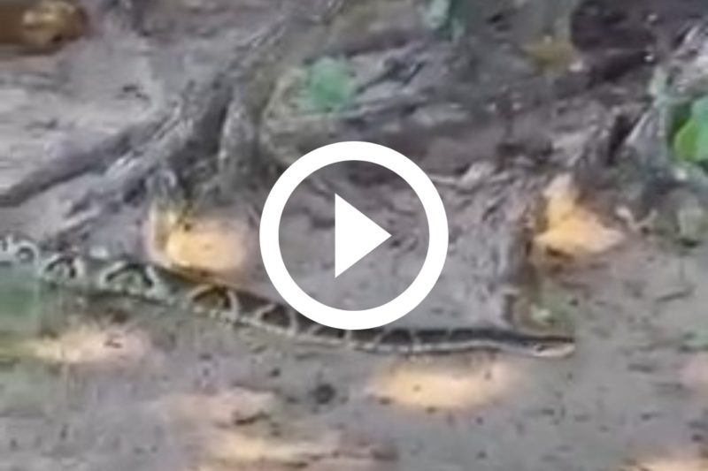 Serpente foi flagrada no final de semana – Foto: Reprodu&ccedil;&atilde;o/Internet