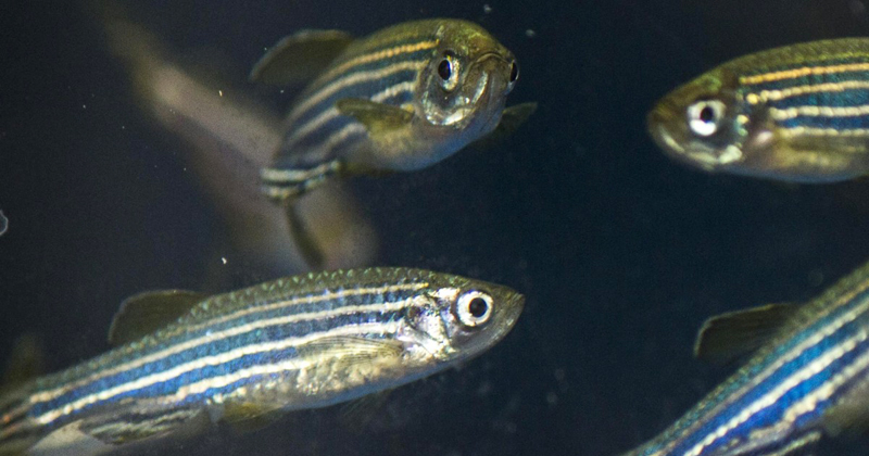 Peixe florescente transgênico põe em risco a fauna aquática no brasil, dizem biólogos