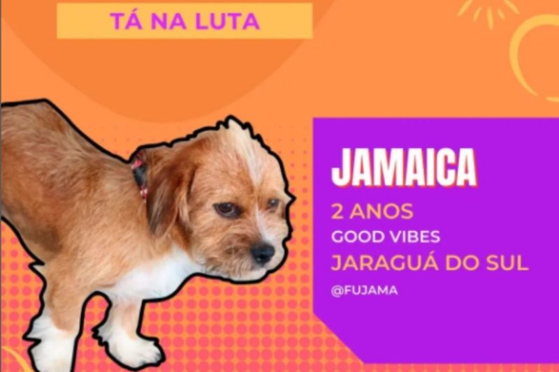Ap&oacute;s ser anunciado no Big Pet Brasil, Jamaica j&aacute; ganhou um lar&nbsp; – Foto: Fujama/Internet/ND