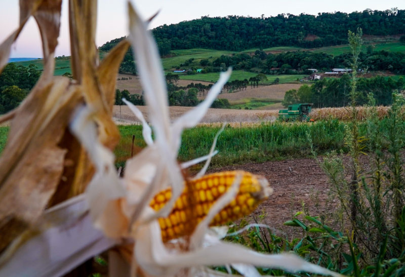 Alimentos vão ficar mais caro por causa da chuva; imagem mostra uma plantação de milho