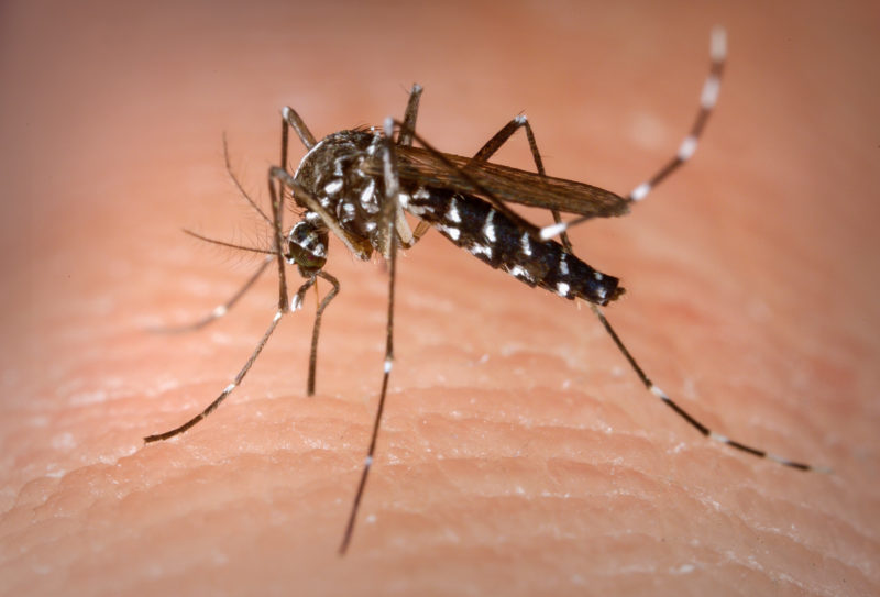 Blumenau investiga mortes por suspeita de dengue &#8211; Foto: Internet/Reprodução/ND
