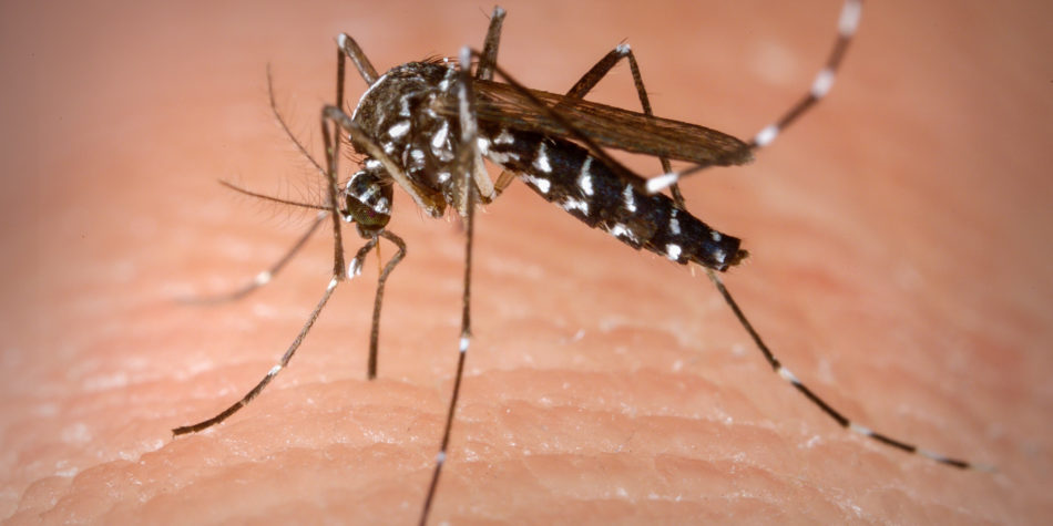 Ein Ausbruch von Dengue-Mücken versetzt Sao Bento do Sul in Alarmbereitschaft