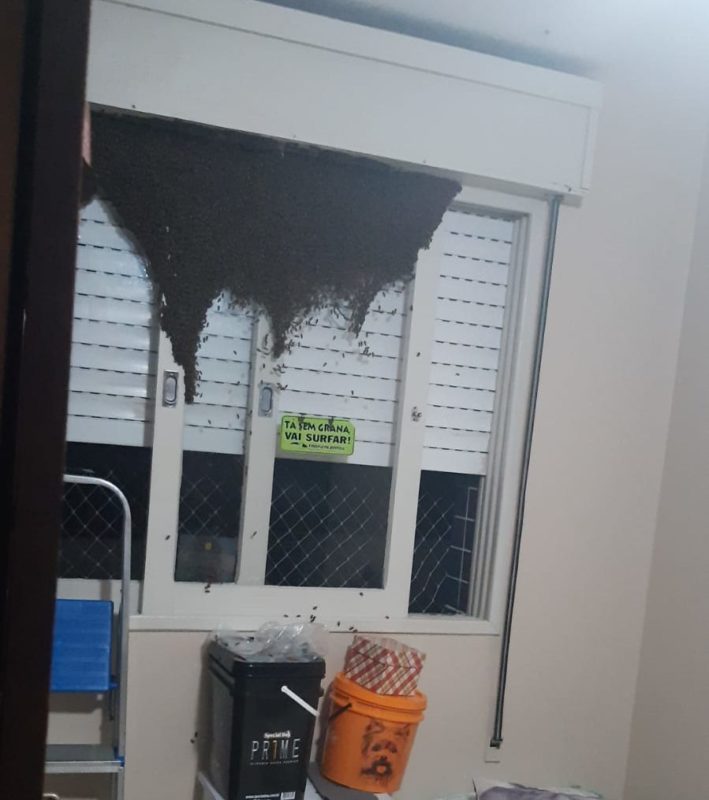 Abelhas invadem apartamentos em Crici&uacute;ma – Foto: Raquel Pieri/Divulga&ccedil;&atilde;o/ND