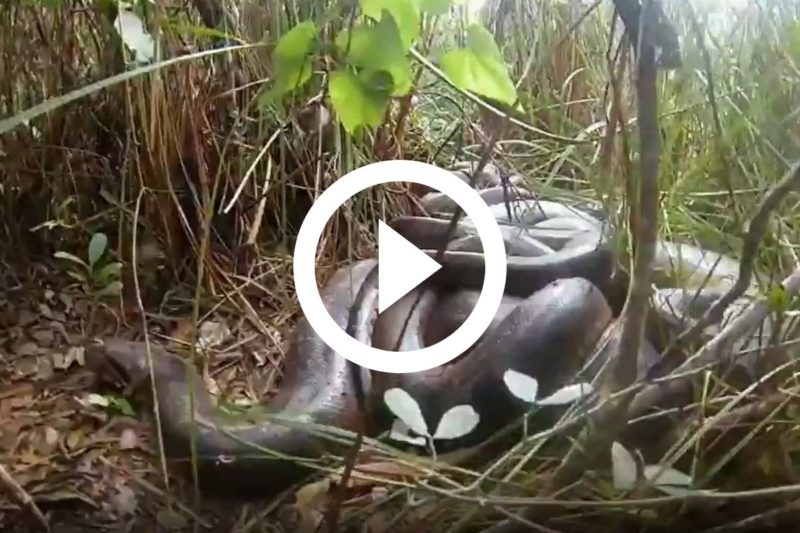 Flagrante foi feito por fot&oacute;grafo em Bonito, no Mato Grosso do Sul – Foto: Reprodu&ccedil;&atilde;o/Instagram